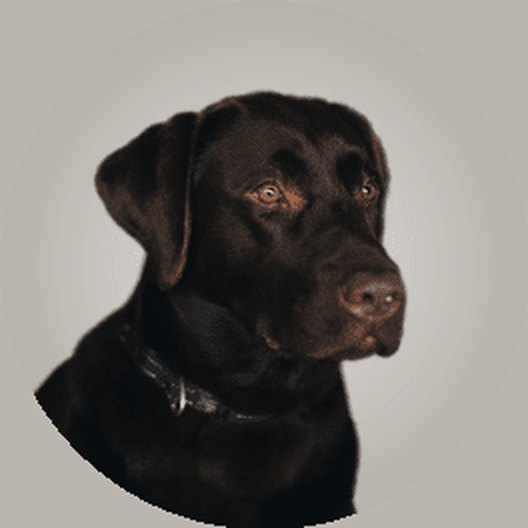 Benji, de labrador van Zaat Vastgoed